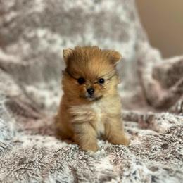 Vixey male - Red sable male Pomeranian puppy in Weatherford, Texas from COCO'S POMS AND FRENCHIES