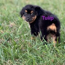 Miniature Australian Shepherd Puppies from Dutton's Show Me Farms