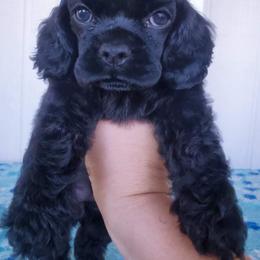 Cocker Spaniel Puppies from Top Notch Sporting Dogs