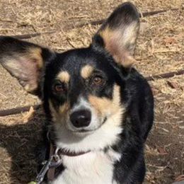 Aria - Pembroke Welsh Corgi