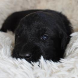 Zambo (Zamboni, Light Blue) - Black male Giant Schnauzer puppy in Harrisville, Utah from Diamond in the Ruff