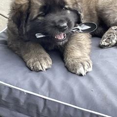 Leonberger Puppies from Sinnsro Leonbergers