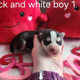 Black and White Boy 1 - Black and white male Siberian Husky puppy in Jonesboro, Arkansas from L & A Animal House Siberian Huskies