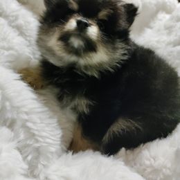 Pomeranian Puppies from Cutie Poms