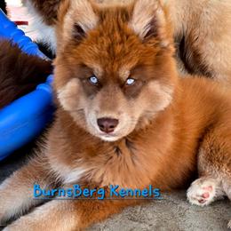 Carrot - Red and white female Siberian Husky puppy in East Tawas, Michigan from BurnsBerg's Woolies