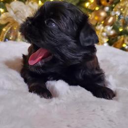 Shih Tzu Puppies from Dollface Shih Tzu