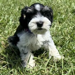 Miniature Schnauzer Puppies from Marley’s Babies