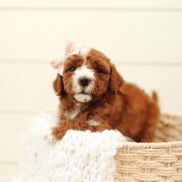 Dahlia - Red  female Goldendoodle puppy in Rio Linda, California from GoldendoodlePaw