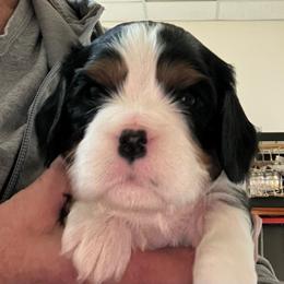 Boy1 - Tri-color male Cavalier King Charles Spaniel puppy in Woodruff, Wisconsin from Cutesy Cavaliers