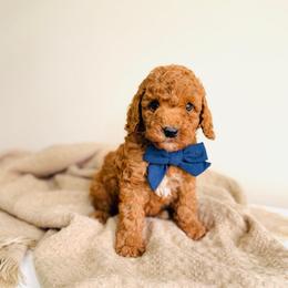 Waffles - Micro Size - Red  male Goldendoodle puppy in Elizabethtown, Kentucky from Reddy Poodles & Doodles