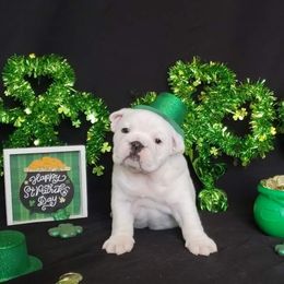 Bulldog Puppies from Magnifique Bulldogs