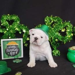 Bulldog Puppies from Magnifique Bulldogs