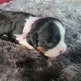 Fruity Pebbles - Tri-color Cavalier King Charles Spaniel puppy in Rochelle, Illinois from Alexandra's Royal Cavaliers