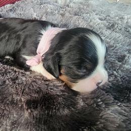 Fruity Pebbles - Tri-color Cavalier King Charles Spaniel puppy in Rochelle, Illinois from Alexandra's Royal Cavaliers