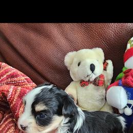 Bandit - Black & tan tri-color male Morkie puppy in The Villages, Florida from My Precious Pups
