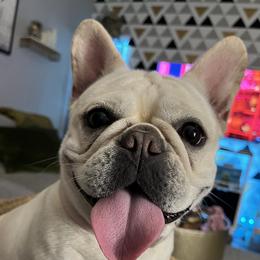 Vienna - French Bulldog