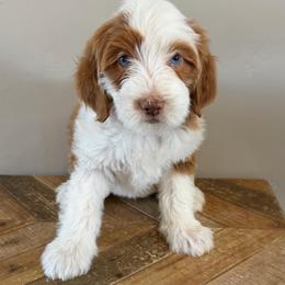Aurora BLUE EYES - Merle female Bernedoodle puppy in Horseshoe Bend, Idaho from Over the Moon Poodles and Doodles