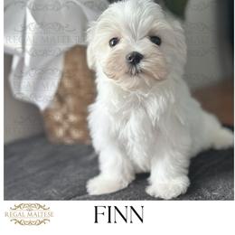 Finn - White male Maltese puppy in Jacksonville, Alabama from Regal Maltese