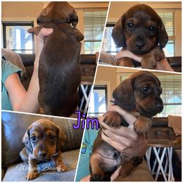 Jim - Red male Dachshund puppy in Sulphur Springs, Texas from Waggin Beach Paradise Doxies