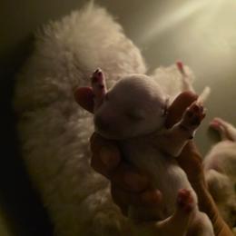 Girl 1 - White female Bichon Frise puppy in Cape Coral, Florida from Arralaine Pups