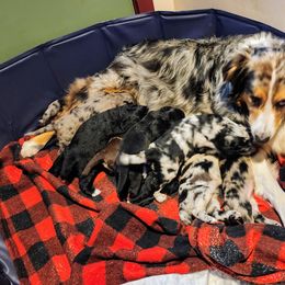 Aussiedoodle and Labrador Retriever Puppies from Stone Shoe Ranch Aussiedoodles