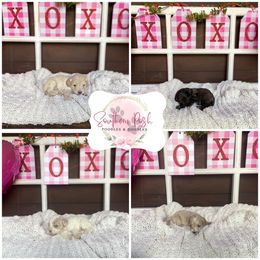 Cockapoo Puppies from Southern Posh Doodles