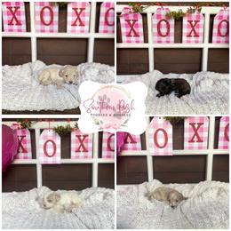 Cockapoo Puppies from Southern Posh Doodles