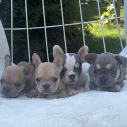 French Bulldog puppies from Bleu Rock French Bulldogs