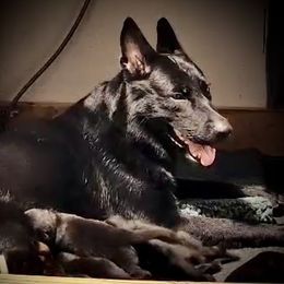 Ashes - German Shepherd