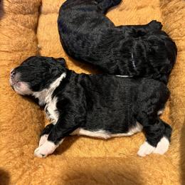 Aussiedoodle Puppies from Happy Hippy Doodles
