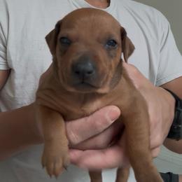 Red Boy 1 - Red male German Pinscher puppy in Las Vegas, Nevada from Levi German Pinschers