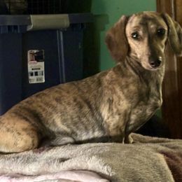 Dachshund Puppies from Little Kisses Doxies