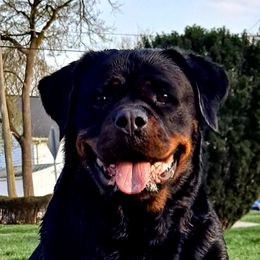 Pyper - Rottweiler