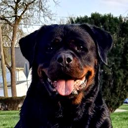 Pyper - Rottweiler