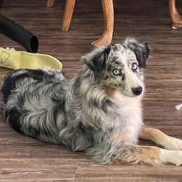 Flitter - Miniature American Shepherd