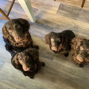 Boykin Spaniel Puppies from Indian Field Boykins