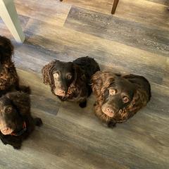 Boykin Spaniel Puppies from Indian Field Boykins