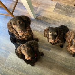 Boykin Spaniel Puppies from Indian Field Boykins