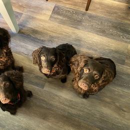 Boykin Spaniel Puppies from Indian Field Boykins