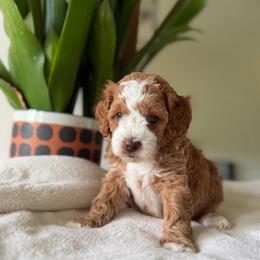 Red Boy - Red and white male Cockapoo puppy in Fort Gibson, Oklahoma from Waggle Doodles