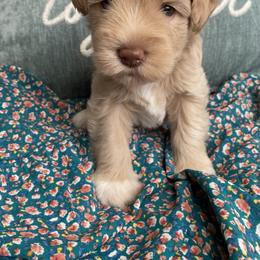 Miniature Schnauzer puppies from Hardcastle Family Schnauzer’s