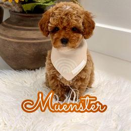Muenster - Red  male Goldendoodle puppy in Buford, Georgia from Petite Posh Puppies