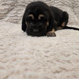 Green Boy - Black and tan male Bloodhound puppy in Gillette, Wyoming from Whispering Winds Homestead 307
