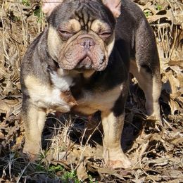 Godiva - French Bulldog