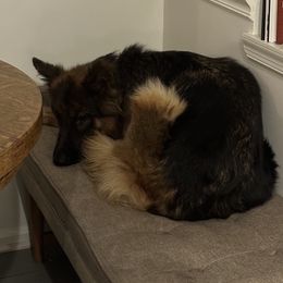 German Shepherd Puppies from Golden Ridge