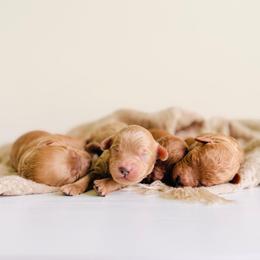 Apollo - Red  male Goldendoodle puppy in Elizabethtown, Kentucky from Reddy Poodles & Doodles
