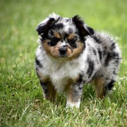 Miniature Australian Shepherd and Toy Australian Shepherd Puppies from Donna’s Toy & Mini Aussies