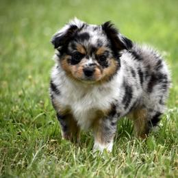Miniature Australian Shepherd and Toy Australian Shepherd Puppies from Donna’s Toy & Mini Aussies