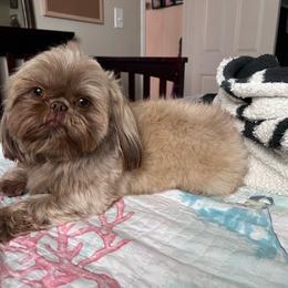 Shih Tzu puppies from Jas’ ClassnSass