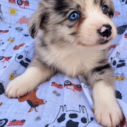 Rex - Blue merle male Miniature Australian Shepherd puppy in Stuart, Iowa from Arbor Hill Aussies